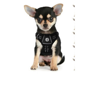 No-Pull Dog Harness Featuring 2 Leash Clips: Adjustable, Softly Padded Vest